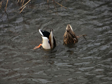 Twee kontjes hoog, gras of water?