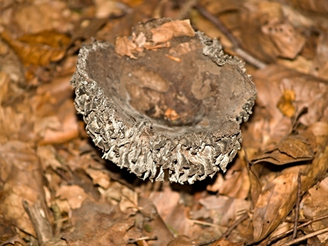 Paddenstoelen in Gunderath, 5.