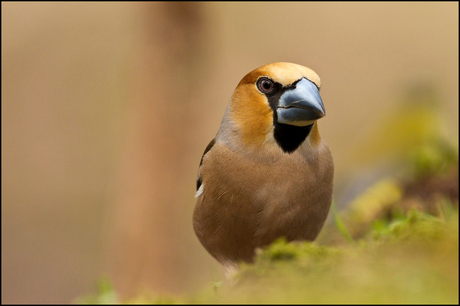 Appelvink