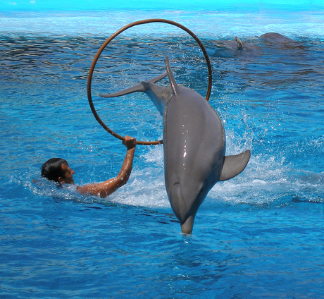 Sprong van de dolfijn
