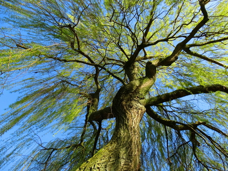 Under the willow tree.