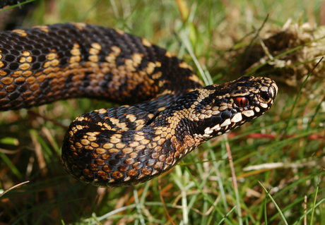 Nederlandse Adder