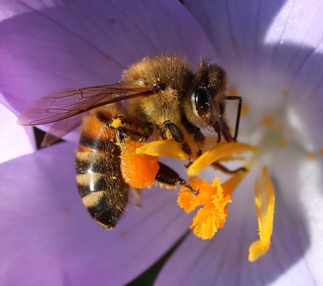 De lente begint!