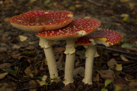 Rood met witte stippen