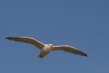 Meeuw in vogelvlucht