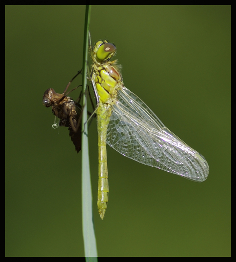 Steenrode Heidelibel