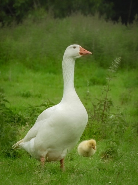 Moeder de gans