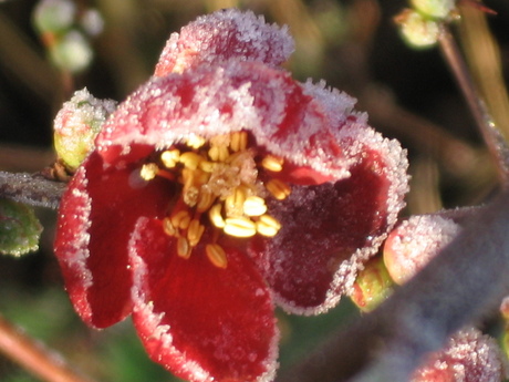 "Besuikerde" bloem