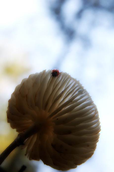 paddestoel met bewoner