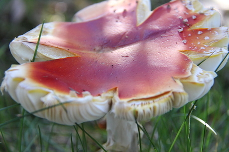 Rood met witte stippen!