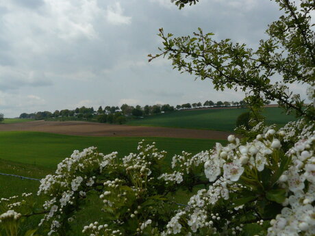 Limburgs landschap.