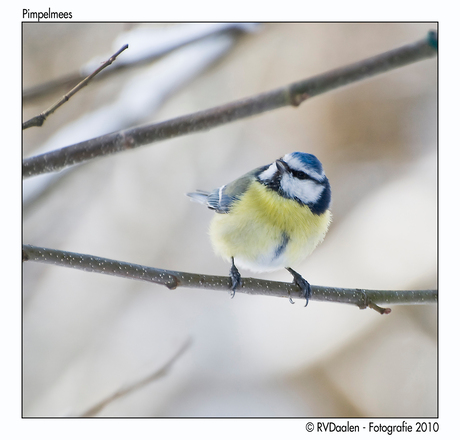 Pimpelmees