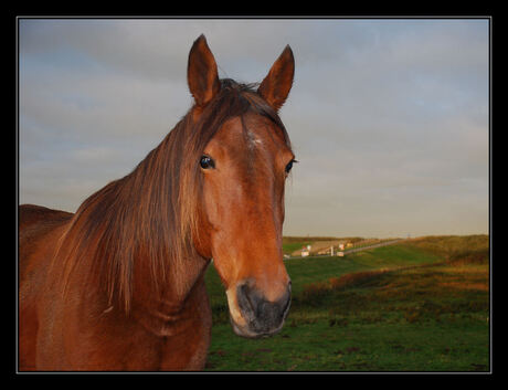 Paard in de ochtendzon