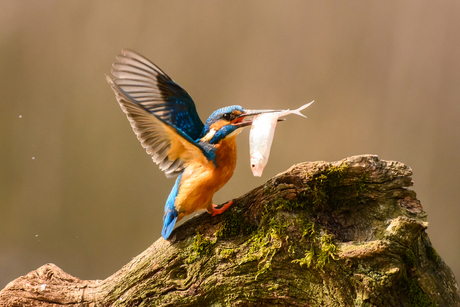 Ijsvogel-catch of the day