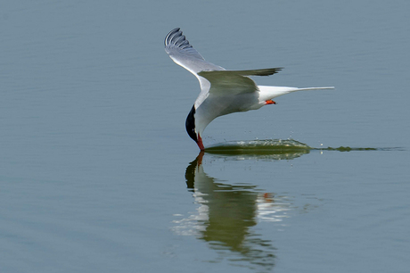 Visdief, Texel