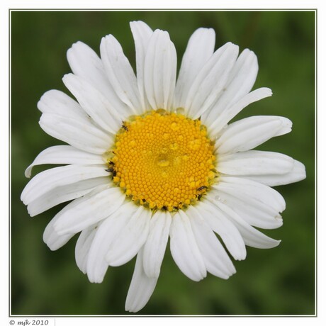 Margriet na een regenbui