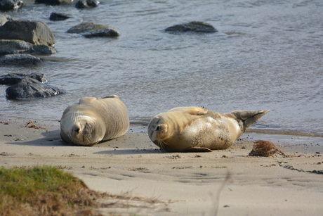 zonnende zeehonden