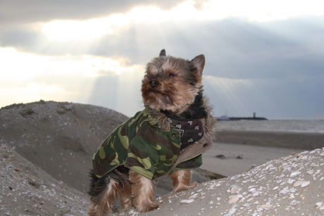 Navy dog