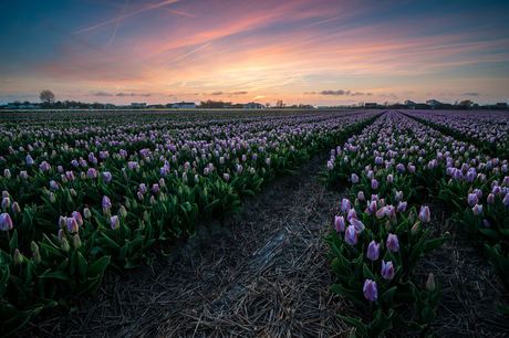 Teylingen Sunset