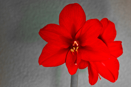 Amaryllis