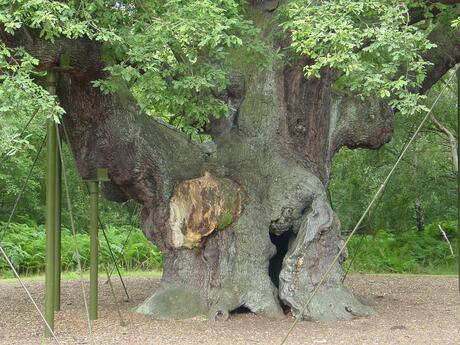 Major Oak Robin Hood