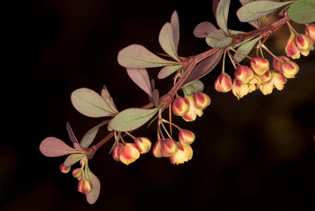 Berberis