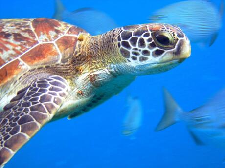 Schildpad rode zee, Egypte