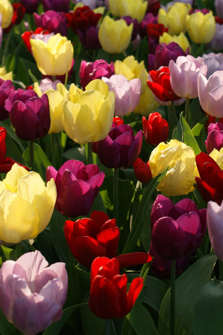 kleurige tulpen