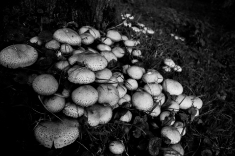 Mushrooms