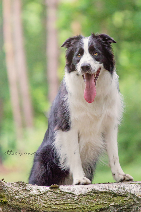 Border Collie