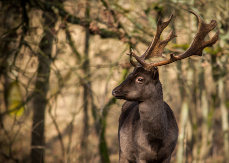 Bambi is groot geworden!