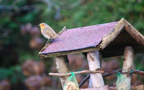 vogeltje