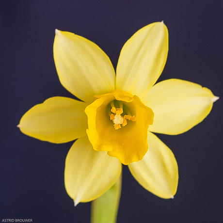 bloem-Narcis
