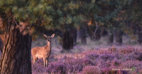 Jong edelhert op de paarse heide