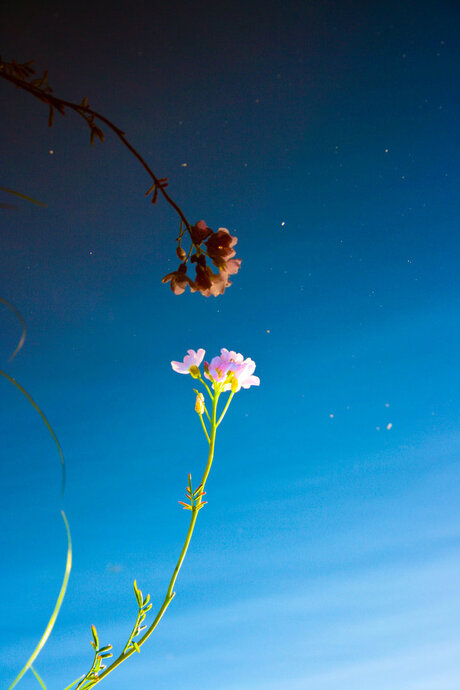 Reflection