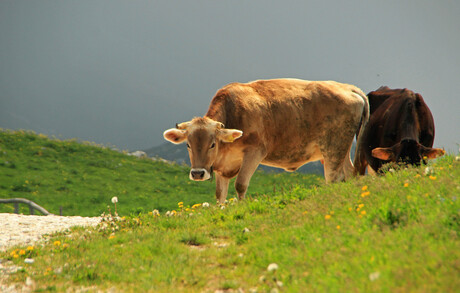 een koe op grote hoogte