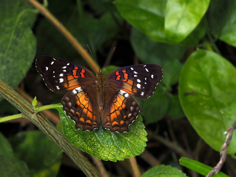 Anartia Amathea