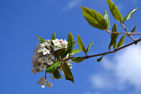 Viburnum