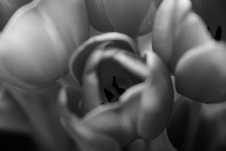 B/W Tulp - Soft Focus