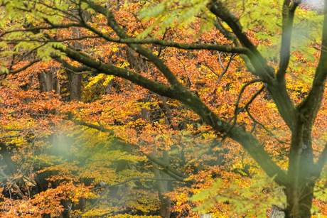 herfstkleuren