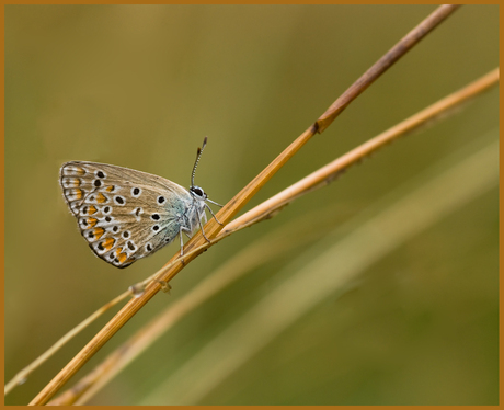 blauwtje in het groen