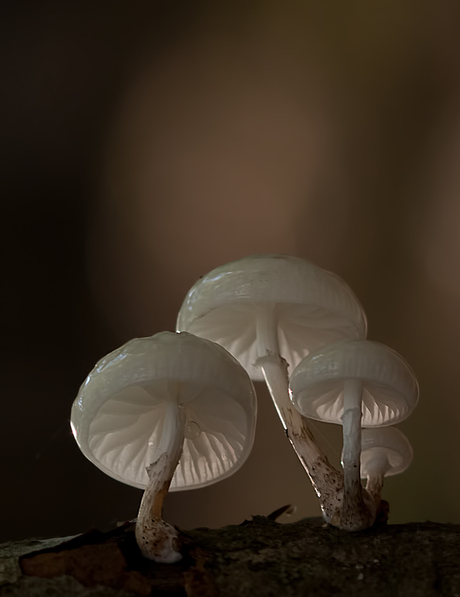 porceleinzwammetjes in de Onzalige Bossen......