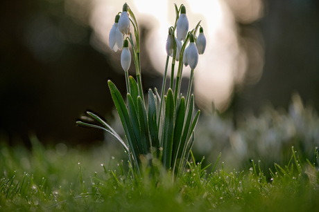 sneeuwklokjes in tegenlicht