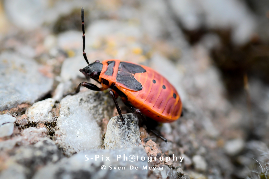 Poging tot macro 6 - - - foto door Svekke84 op 02-06-2018 - deze foto bevat: vuurwants