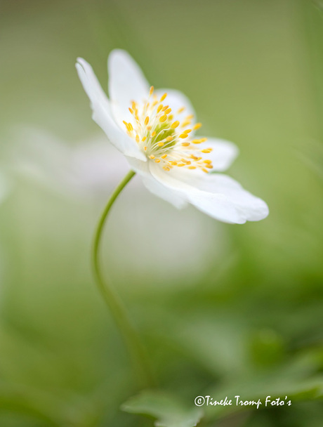 soft anemone