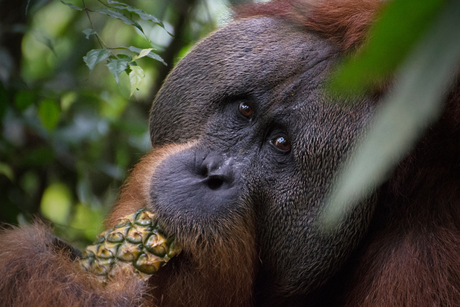 Orang oetan met ananas