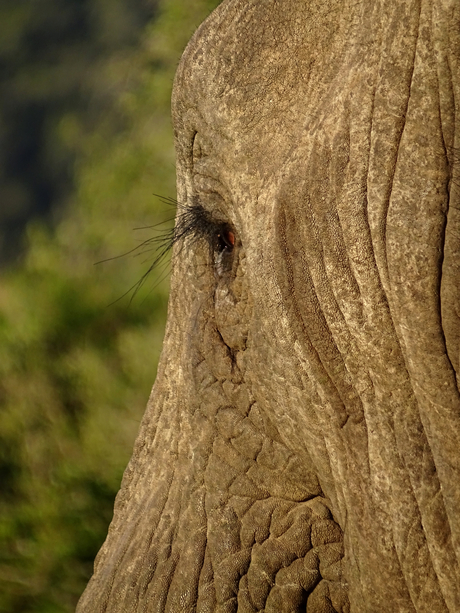 Olifant Zuid Afrika