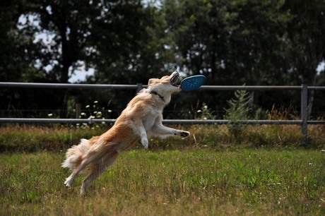 Frisbee - time