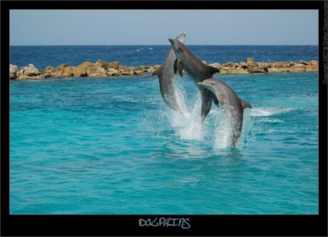 Dolphins II