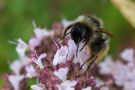 Bumblebee